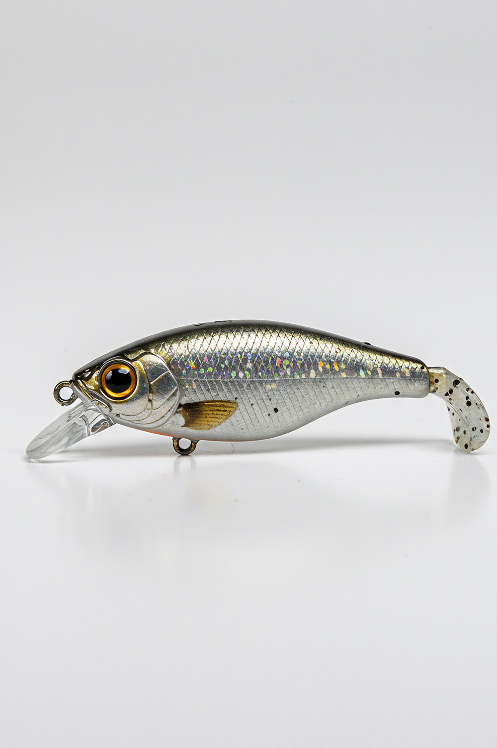 catégorie poissons nageurs